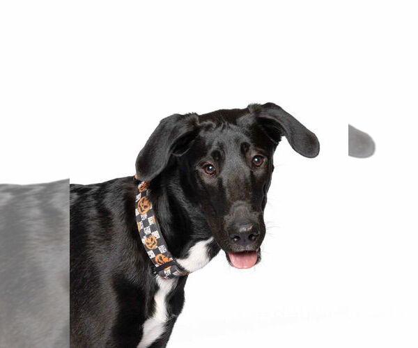 Medium Photo #2 Collie-Great Dane Mix Puppy For Sale in Bullard, TX, USA