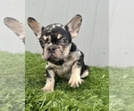 Small Photo #56 French Bulldog Puppy For Sale in BOSTON, MA, USA