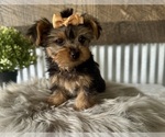 Small #4 Yorkshire Terrier