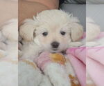 Small Maltese