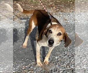 Alexander:  Not At the Shelter (Wendy) - Male Mutt Dog for Adoption - Photo #6