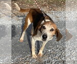 Small #5 Mutt