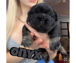 French Bulldog Puppy for sale in OKLAHOMA CITY, OK, USA