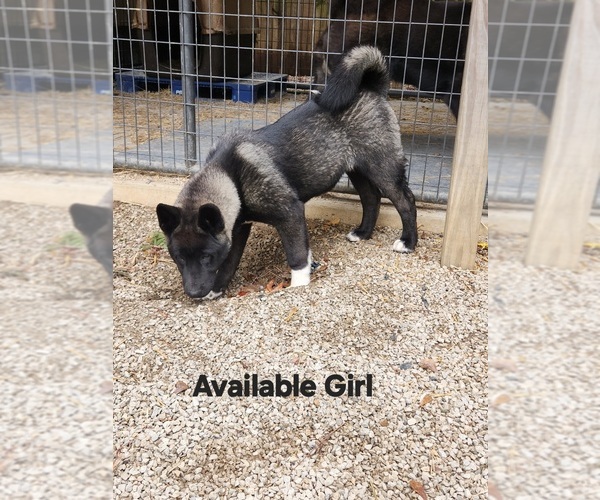 Medium Photo #2 Akita Puppy For Sale in MEM, TN, USA