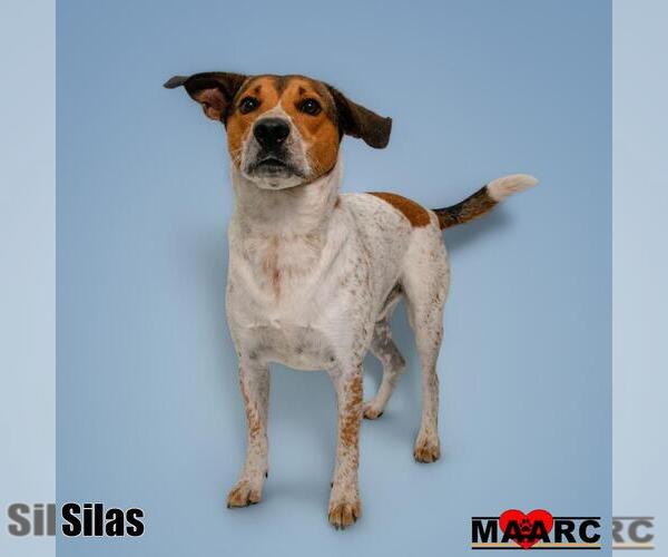 Medium Photo #4 Mutt Puppy For Sale in Maryville, TN, USA