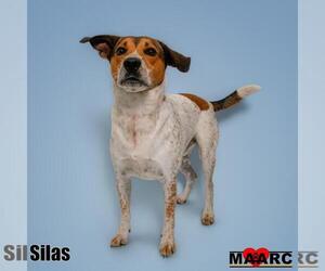 Silas - Male Mutt Dog for Adoption - Photo #4