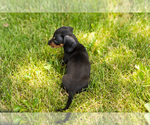 Small #16 Dachshund