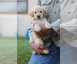 Small Photo #5 Goldendoodle Puppy For Sale in FREDONIA, KY, USA