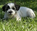 Small Photo #11 Havanese Puppy For Sale in BRISBANE, CA, USA