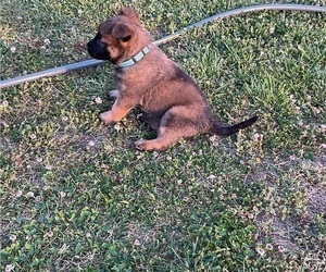 Medium Belgian Malinois