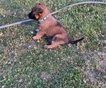 Puppy Puppy 3 Belgian Malinois