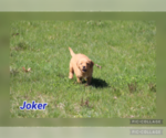 Puppy Joker Golden Retriever