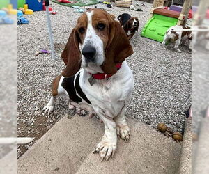 Basset Hound Dogs for adoption in Deepwater, NJ, USA