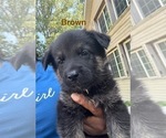 Small #18 German Shepherd Dog