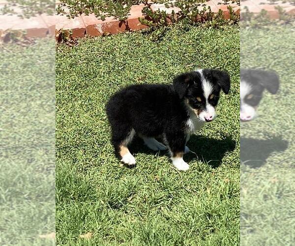 Medium Photo #4 Aussie-Corgi Puppy For Sale in BRIGGSDALE, CO, USA