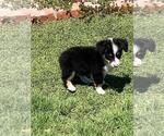 Small #3 Aussie-Corgi