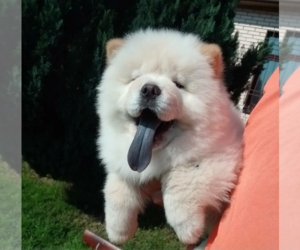 Chow Chow Puppy for sale in SUNNYVALE, CA, USA