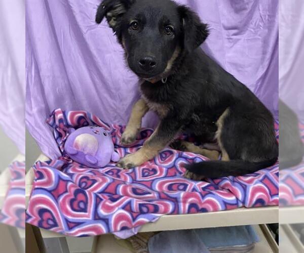 Medium Photo #1 German Shepherd Dog Puppy For Sale in Modesto, CA, USA