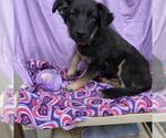 A615080 - Male German Shepherd Dog Dog for Adoption - Small photo