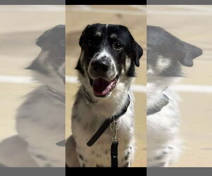 Anatolian Shepherd-Great Pyrenees Mix Dogs for adoption in Dallas, TX, USA