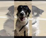 Small Anatolian Shepherd-Great Pyrenees Mix