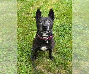 Labrador Retriever Dogs for adoption in Forestville, MD, USA