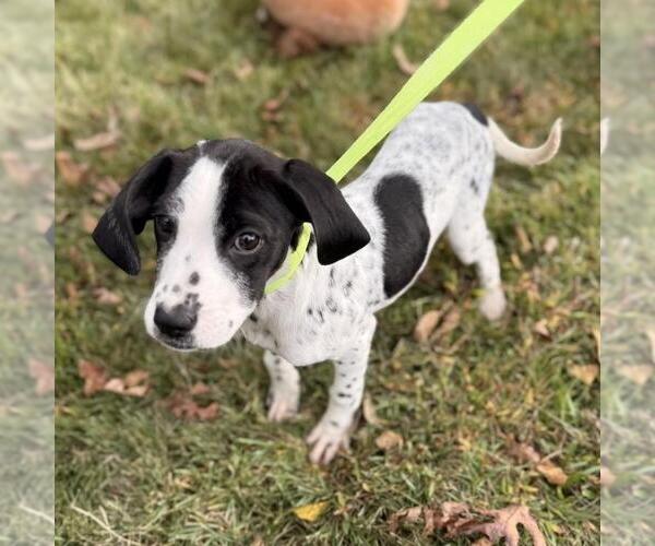 Medium Photo #4 Labrador Retriever-Unknown Mix Puppy For Sale in Yardley, PA, USA