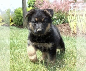 German Shepherd Dog Puppy for sale in ROCHESTER, NH, USA