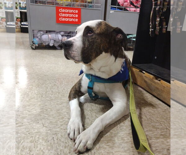 Medium Photo #17 American Pit Bull Terrier Puppy For Sale in Fargo, ND, USA