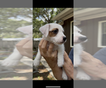 Puppy Wishbone Jack Russell Terrier