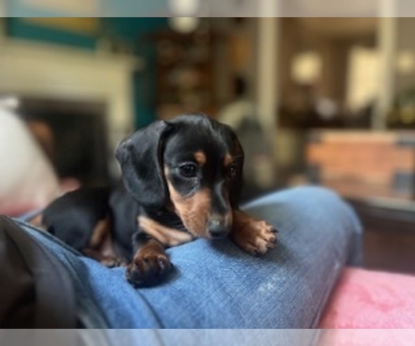Medium Photo #4 Dachshund Puppy For Sale in SANFORD, NC, USA