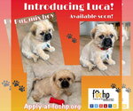 Small #2 Pug