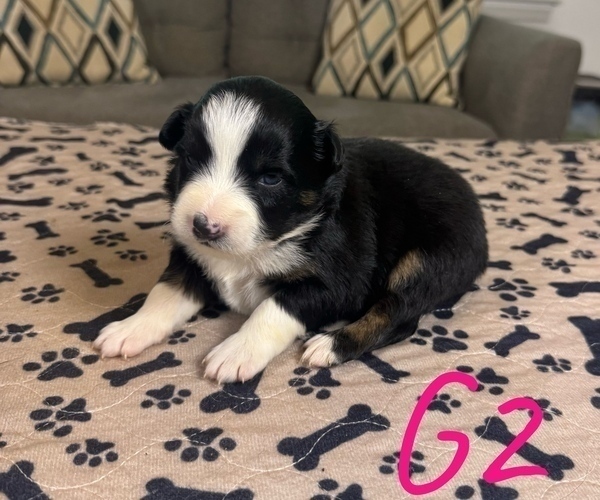 Medium Photo #30 Australian Shepherd Puppy For Sale in SALISBURY, NC, USA
