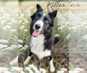 Border Collie Dogs for adoption in Highland, IL, USA