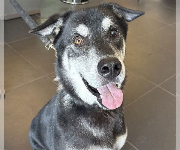 Medium Photo #2 Siberian Husky-Unknown Mix Puppy For Sale in Ocala, FL, USA