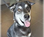 Small #1 Siberian Husky Mix