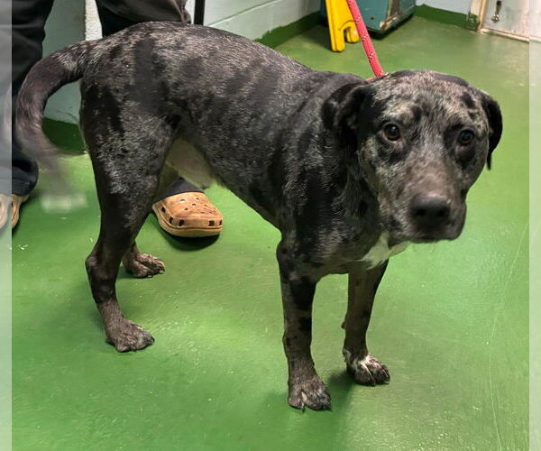 Medium Photo #9 Australian Shepherd-Unknown Mix Puppy For Sale in Rustburg, VA, USA