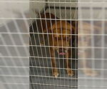 Small #3 Labrador Retriever Mix