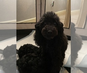 Mother of the Poodle (Toy) puppies born on 05/02/2025