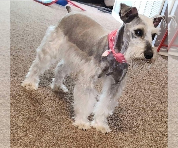 Medium Photo #1 Schnauzer (Miniature) Puppy For Sale in BIG CABIN, OK, USA