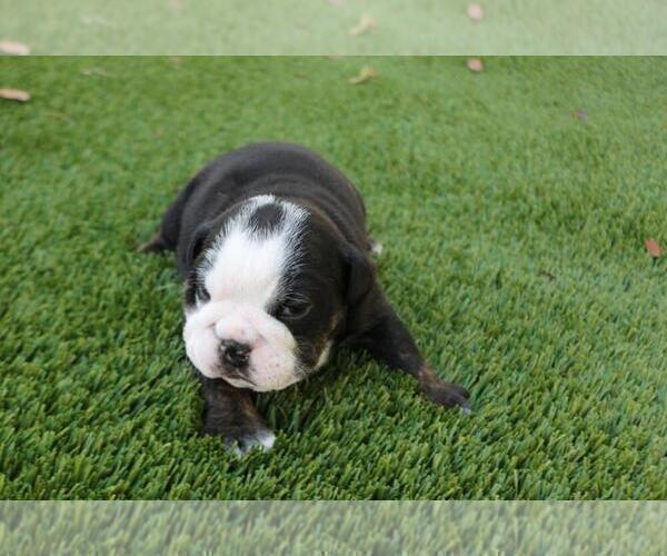 Medium Photo #3 English Bulldog Puppy For Sale in CLARKSVILLE, MD, USA