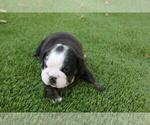 Small Photo #3 English Bulldog Puppy For Sale in CLARKSVILLE, MD, USA
