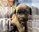 Small Photo #25 Cane Corso-Saint Bernard Mix Puppy For Sale in LIVERMORE, CA, USA
