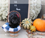 Small #1 Miniature Labradoodle