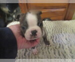 Small #1 Boston Terrier