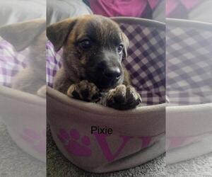 Medium German Shepherd Dog Mix