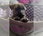 Small German Shepherd Dog Mix