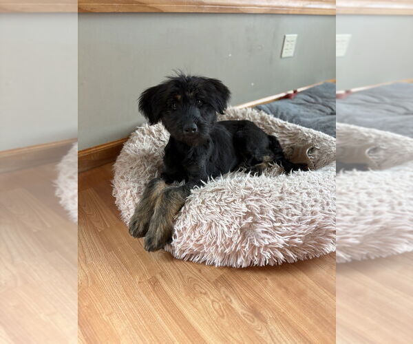 Medium Photo #2 Shepradors Puppy For Sale in Aurora, IN, USA