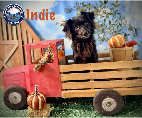 Medium Photo #2 Chion Puppy For Sale in Arcadia, FL, USA