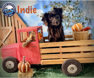 Indie - Female Chion Dog for Adoption - Photo #2